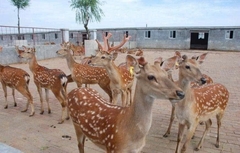 Hươu giống mới về