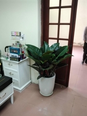 Trầu bà đế vương-bán-cây thô