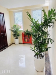 Cau haiwai-bán-cây thô