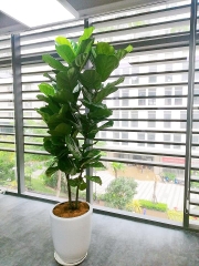 Bàng singapore-bán-cây thô