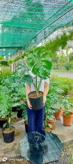 Monstera chậu 2 cây-bán--Chậu sứ size lá 30cm