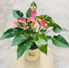 Hồng môn-bán-cây thô
