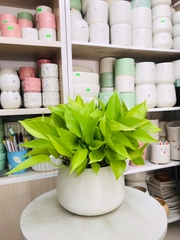 Trầu bà-bán-chậu men sứ