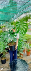 Monstera-bán-Chậu nhựa size lá 50cm