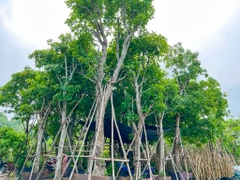 Cây lộc vừng