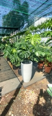 Monstera-bán-cây thô
