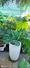 Monstera-bán-cây thô
