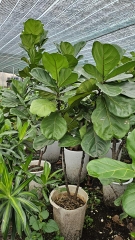 Bàng singapore-bán-cây thô