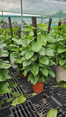 Trầu bà cột-bán-cây thô