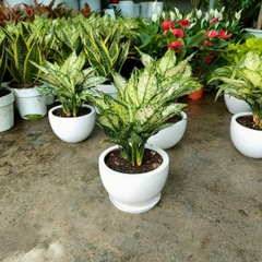 Ngọc ngân-bán-chậu men sứ