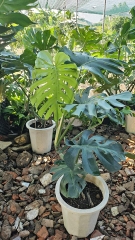 Monstera-bán-cây thô