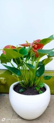 Hồng môn-bán-chậu men sứ