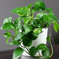 Trầu bà-bán-chậu men sứ