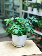 Ngũ gia bì-bán-cây thô