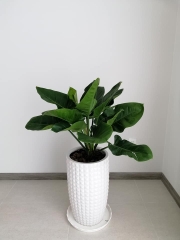 Trầu bà đế vương-bán-cây thô
