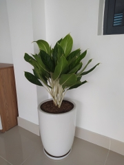 Bạch mã hoàng tử-bán-cây thô