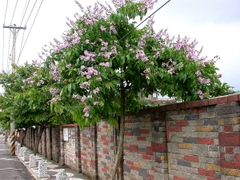 Cây bằng lăng