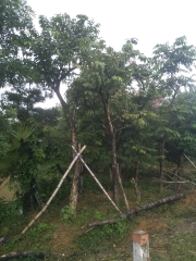 Cây bằng lăng