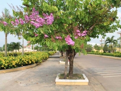 Cây bằng lăng