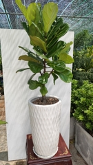 Bàng singapore-bán-cây thô