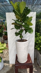Bàng singapore-bán-cây thô