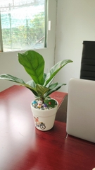 Bàng singapore-bán-chậu men sứ