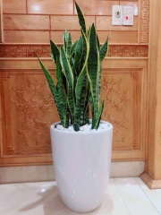 Lưỡi hổ-bán-cây thô