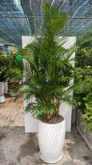 Cau vàng-bán-cây thô