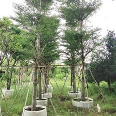 Bàng đài loan