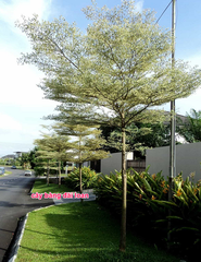 Bàng đài loan