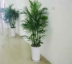 Cau haiwai-bán-cây thô