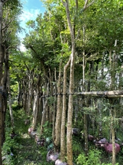 Cây chuông vàng(osaka)