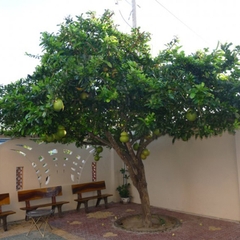 Cây đào tiên