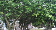 Cây sanh