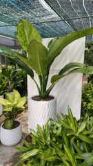 Đại phú-bán-cây thô