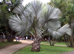 Cây kè bạc