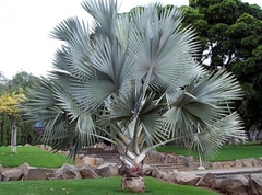 Cây kè bạc