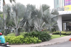 Cây kè bạc