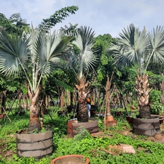 Cây kè bạc
