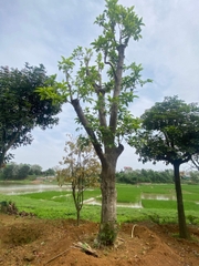 Cây ngọc lan