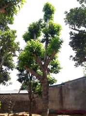 Cây ngọc lan