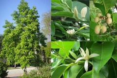 Cây ngọc lan