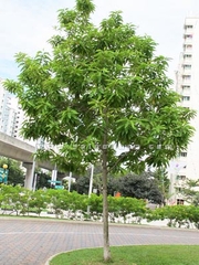 Cây ngọc lan