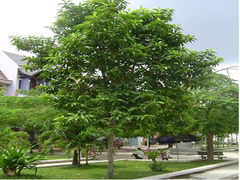 Cây ngọc lan