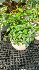 Ngũ gia bì-bán-cây thô