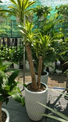 Phát tài gốc-bán-cây thô