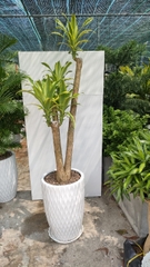 Phát tài gốc-bán-cây thô