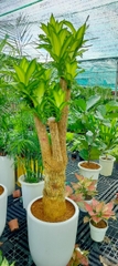 Phát tài gốc-bán-cây thô