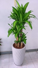 Phát tài khúc-bán-cây thô