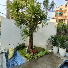 Cây Phát tài núi